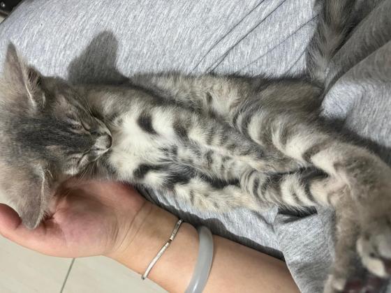 猫咪·狸花猫·无