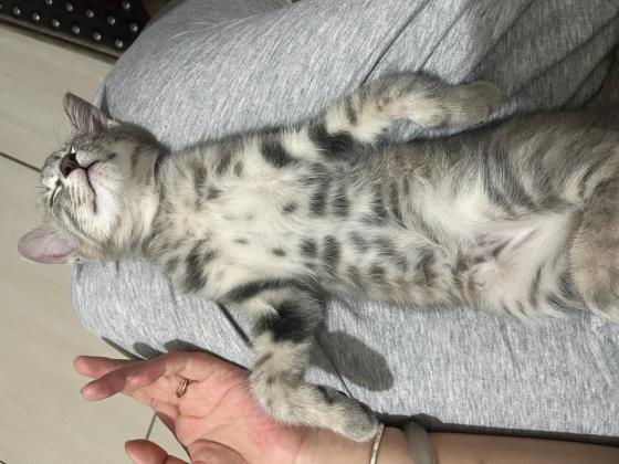 猫咪·狸花猫·黑豆