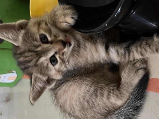 猫咪·狸花猫·无