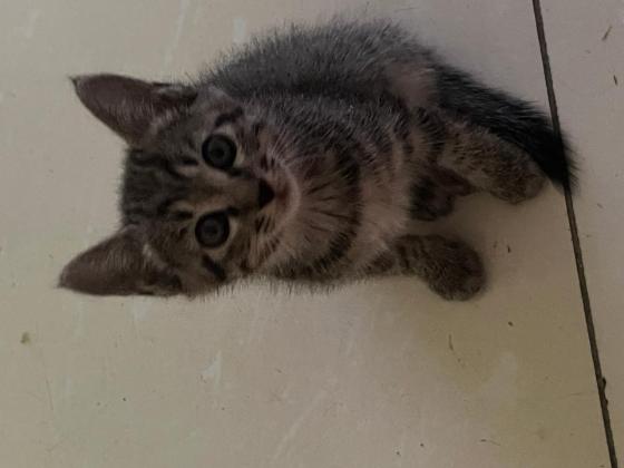 猫咪·狸花猫·无