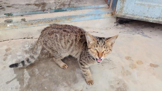 猫咪·中华田园猫·小狸花