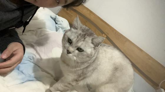 猫咪·银渐层·饭团