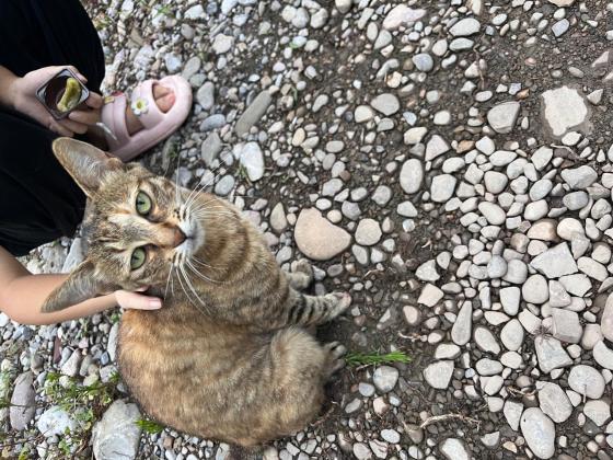 猫咪·狸花·未知