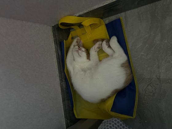 猫咪·英短串田园·顺顺