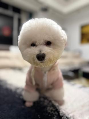 狗狗·比熊·葫芦