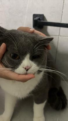 猫咪·蓝猫·咪咪
