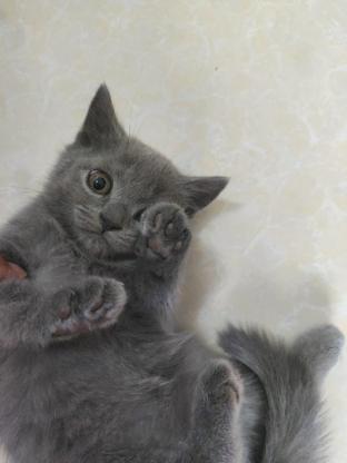 猫咪·蓝猫·未取名