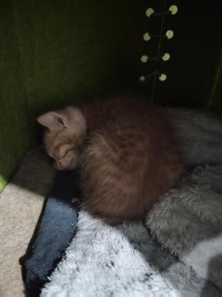 猫咪·橘猫·没名字