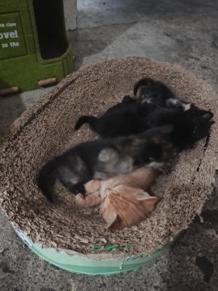 猫咪·土猫·无