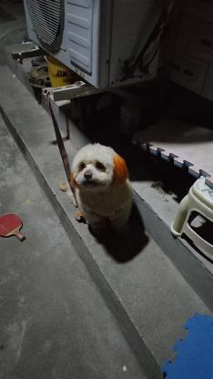 狗狗·比熊·呆呆