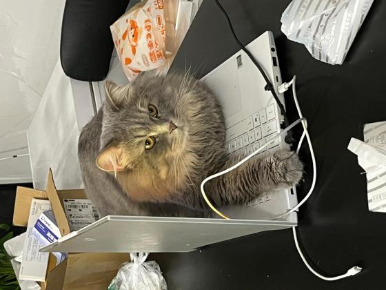 猫咪·蓝猫·十五