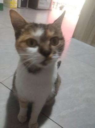 猫咪·三花·无
