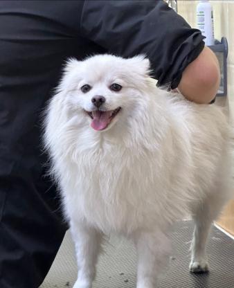 狗狗·博美·萝卜