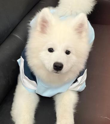 狗狗·萨摩耶·洋芋