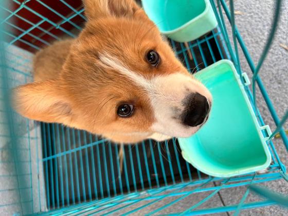 狗狗·柯基·短腿腿