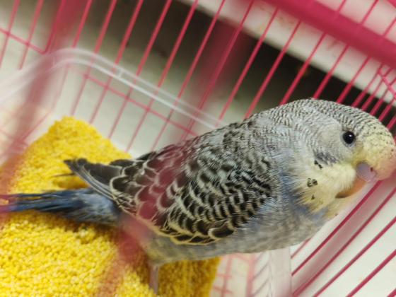 小宠·虎皮鹦鹉·啾啾