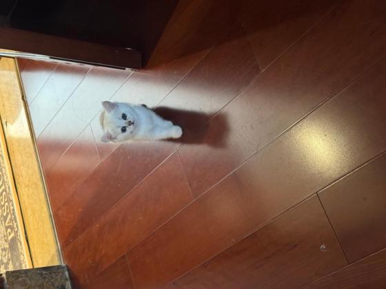 猫咪·银渐层·银渐层