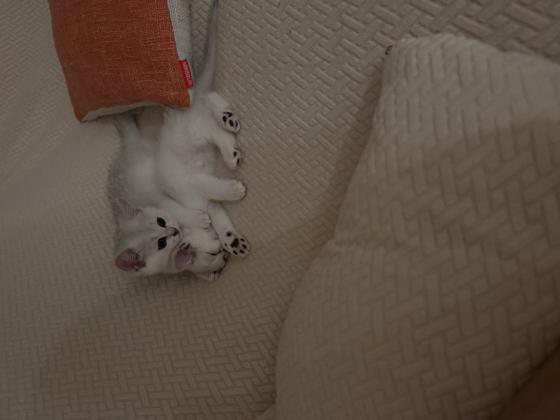 猫咪·银渐层·银渐层