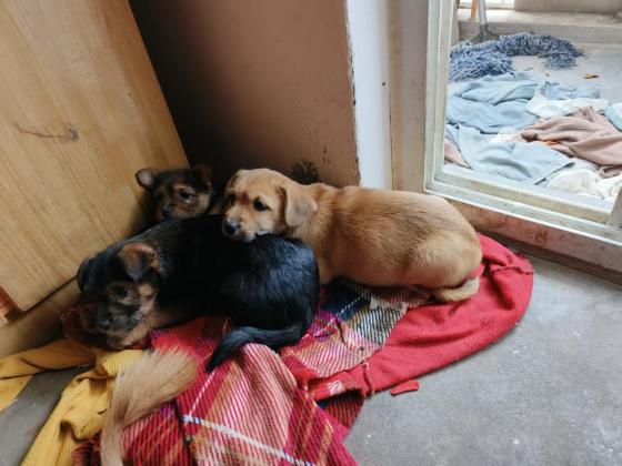 狗狗·串串宠物狗·小奶狗