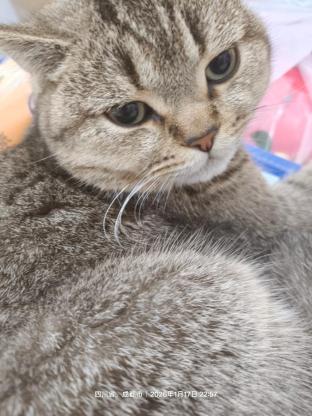 猫咪·未知·浪浪