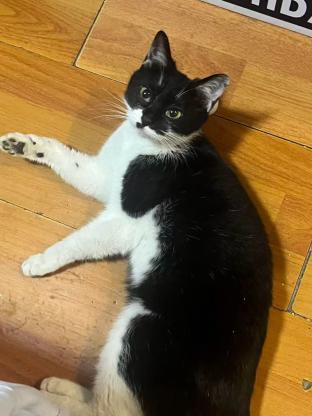 猫咪·奶牛猫·黑猫警长米米