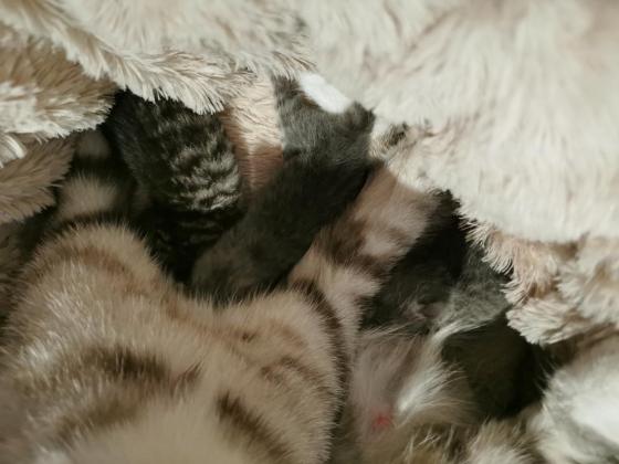 猫咪·英短·小猫崽
