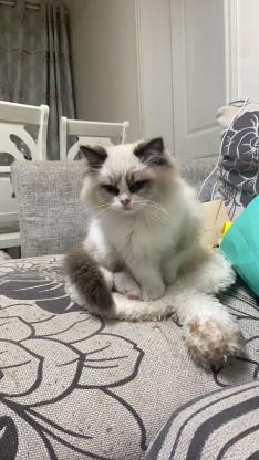 猫咪·布偶·柔柔