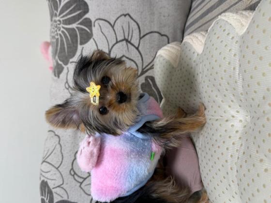 狗狗·约克夏·岁岁