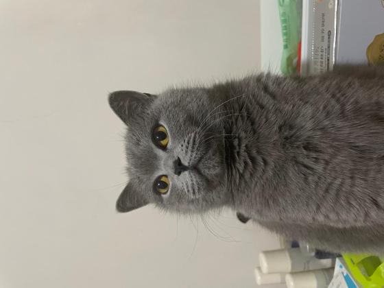 猫咪·蓝猫·团团