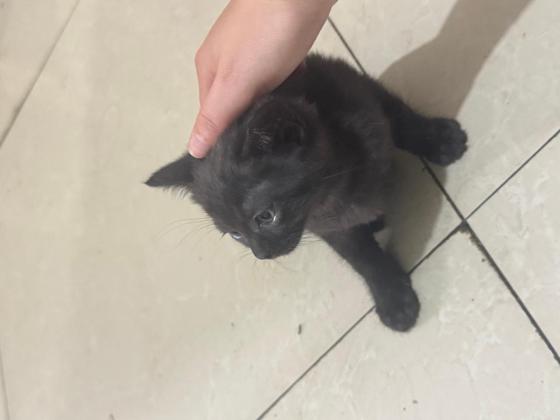 猫咪·蓝猫串串·未知