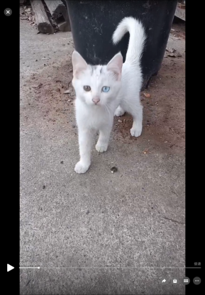 猫咪·中华田园猫·异瞳小白