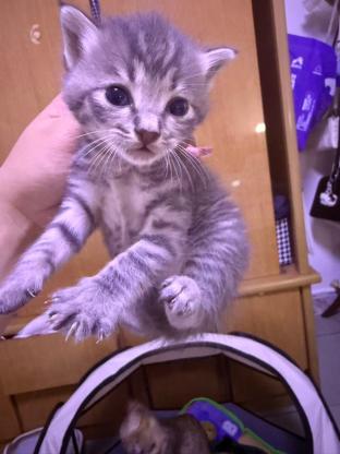 猫咪·猫咪·未取名