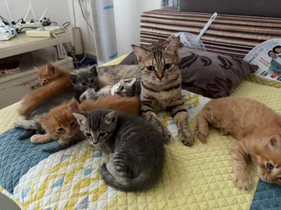 猫咪·橘猫 蓝猫·未取名