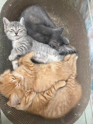 猫咪·橘猫·未取名