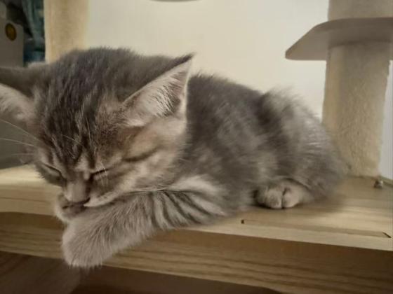猫咪·银渐层·未取名