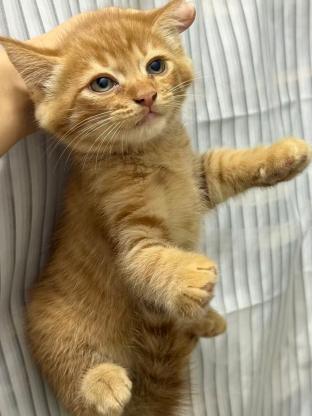 猫咪·橘猫·未取名