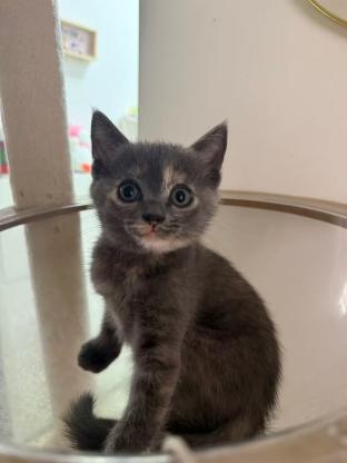 猫咪·蓝猫·未取名