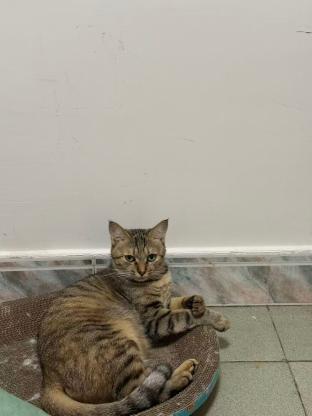 猫咪·狸花·大咪