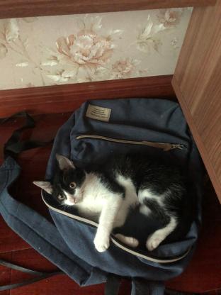 猫咪·田园猫·小咪