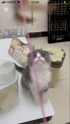 猫咪·蓝白·猪咪