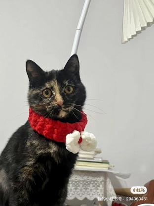 猫咪·玳瑁猫·布布