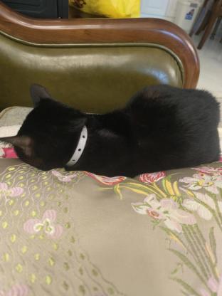 猫咪·玄猫·球球