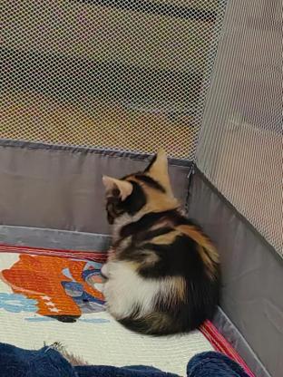 猫咪·英短三花·二二