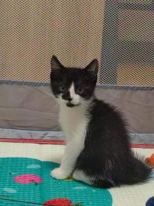 猫咪·英短奶牛·三三