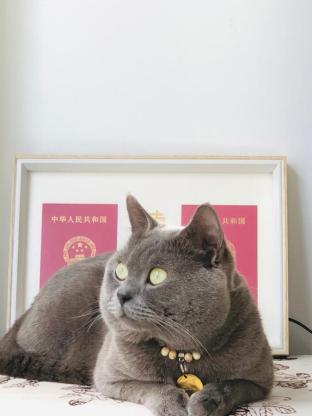猫咪·蓝猫·土豆儿