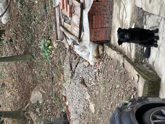 狗狗·土狗·黑胖