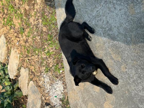 狗狗·土狗·黑胖