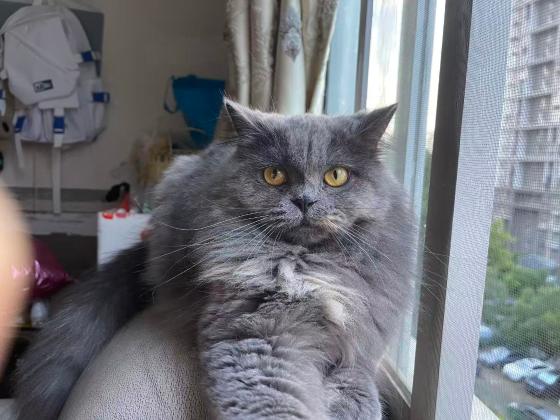 猫咪·三花·羊肉卷