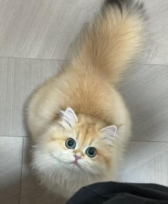 猫咪·长毛金渐层·六六