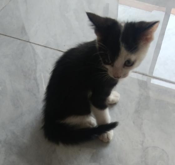 猫咪·奶牛猫·无